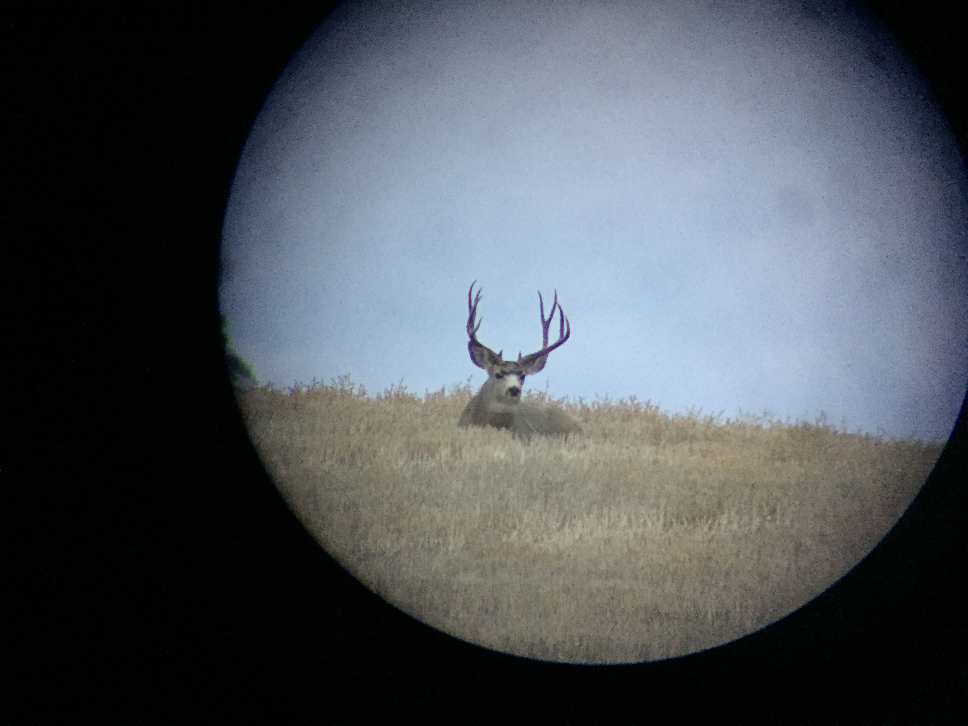16-scope-deer