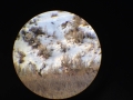 Scenery-Scope-Deer