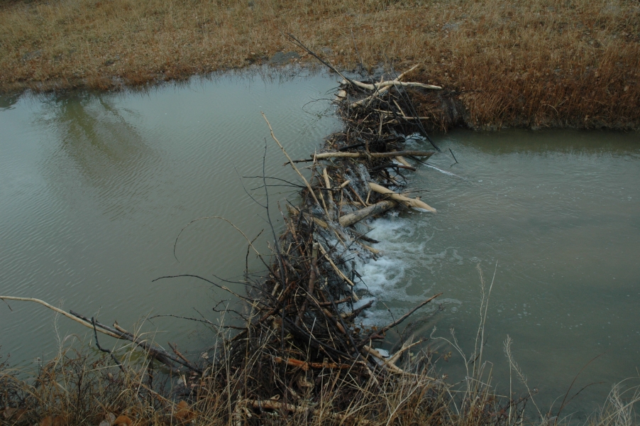 Scenery-beaver-dam