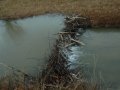 Scenery-beaver-dam